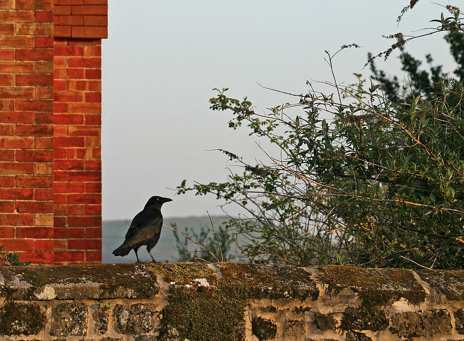 crow, wall, bird, red, brick, bush, shrug, tree, sky, stone HD wallpaper