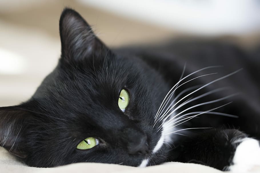 short-coated black cat in macro shot, bed, cozy, cute, pet HD wallpaper