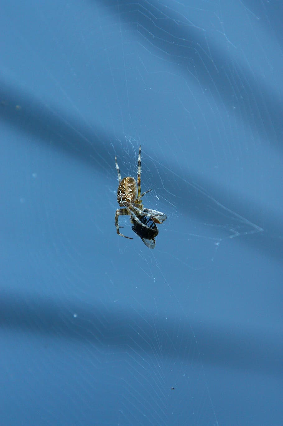spider, insects, arachnophobia, web, water, nature, no people HD wallpaper