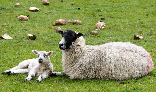 sheep laying on green grass, lamb, ewe, wool, fleece woolly HD wallpaper