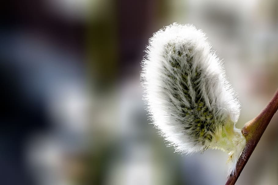 barka, spring, panicle, plant, no people, close-up, nature HD wallpaper