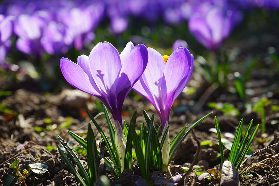 Crocus, Flowers, Purple, Violet, back light, stamp, petals HD wallpaper