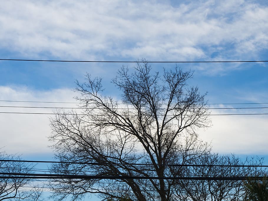 Tree Branches Over Blue Sky and Clouds, sillouette, white, Nature HD wallpaper