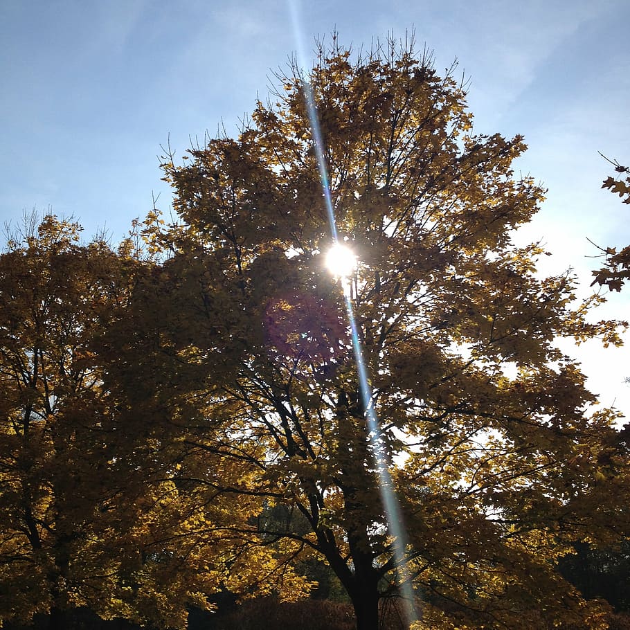 autumn, tree in the fall, light, plant, low angle view, sky HD wallpaper