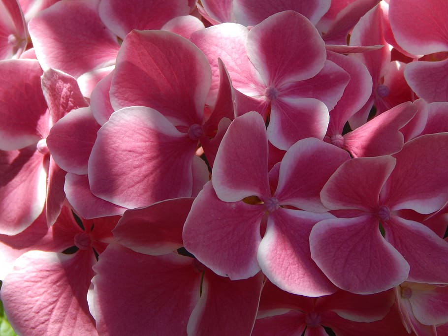 hydrangea, pink, white, flower, nature, garden, flora, plant HD wallpaper