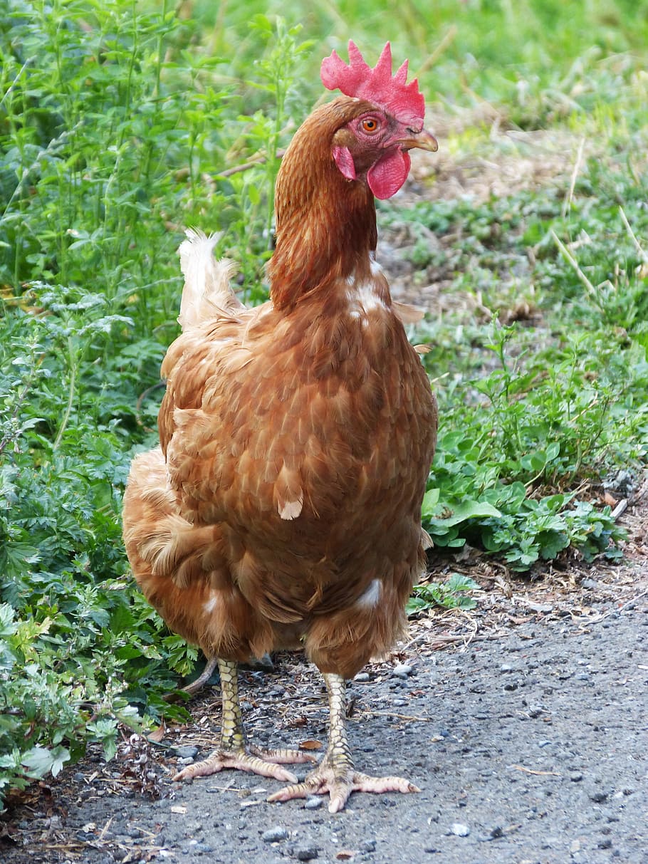 hen, dom, field, prado, chicken - bird, livestock, domestic animals HD wallpaper