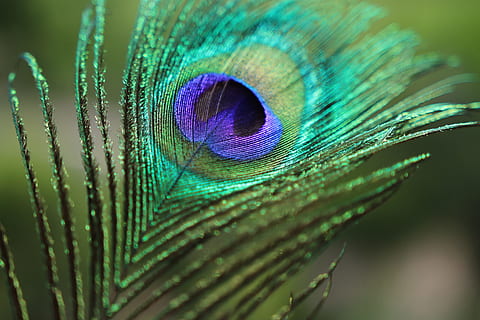 Green and Blue Peacock Feather · Free Stock Photo