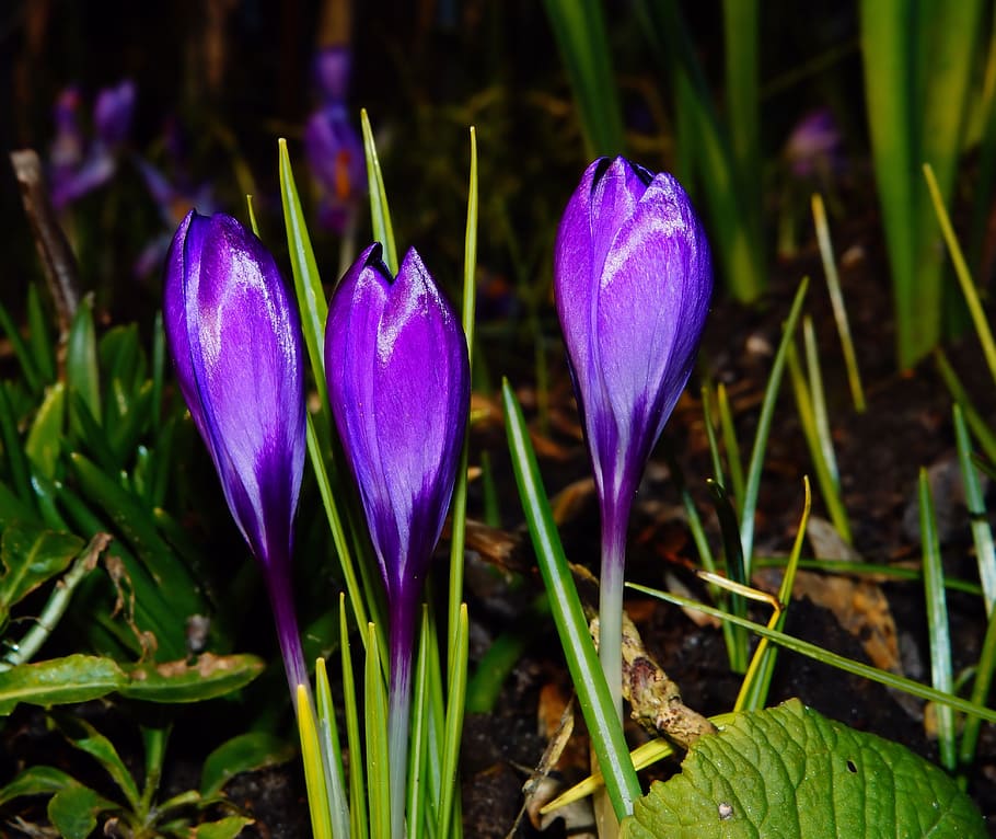 crocus, bloom, spring, purple, flowers, spring flowers, violet HD wallpaper