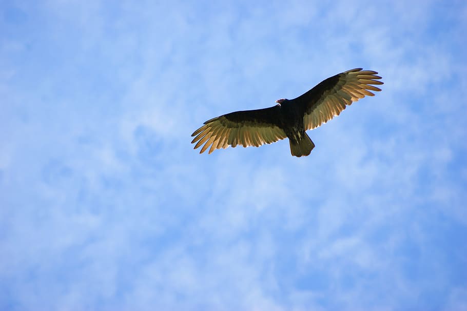 vulture, sky, clouds, fly, paraguay, south america, flying HD wallpaper