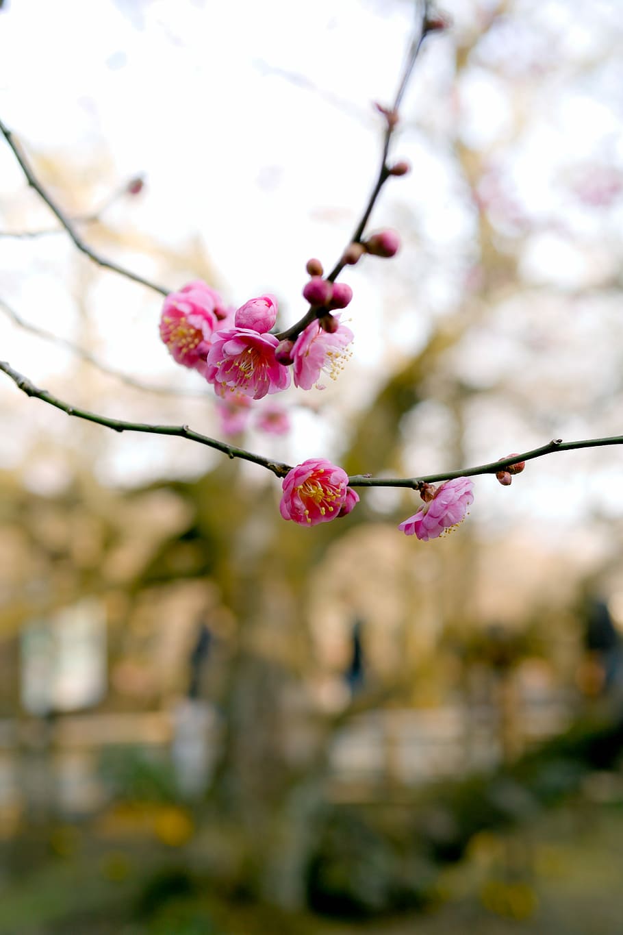 macro shot photography of pink flowers, pink petaled flower on branch during daytime HD wallpaper