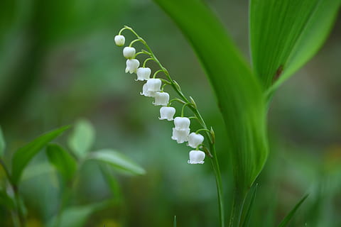 white flower, nature, plants, leaf, outdoors, flowers, silver bell HD wallpaper