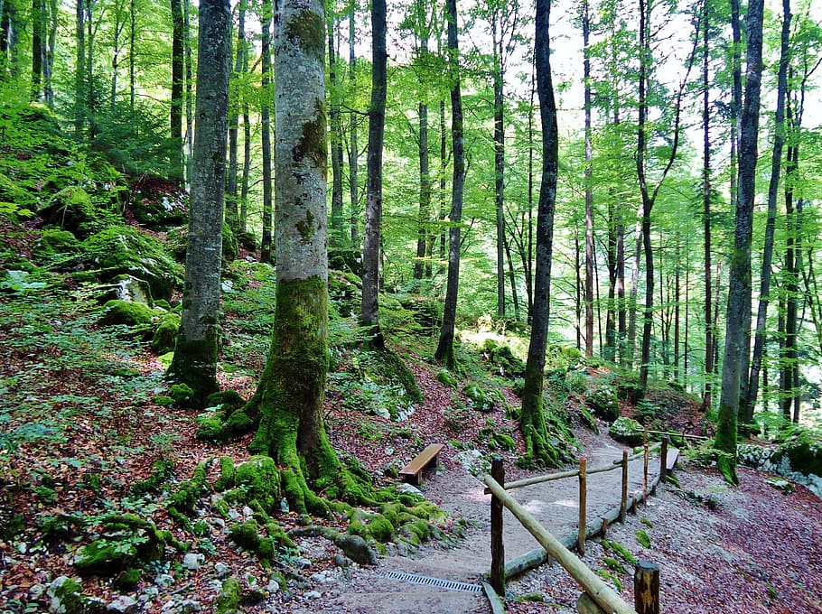 wood, forest, nature, path, hiking, tree, outdoors, woodland HD wallpaper
