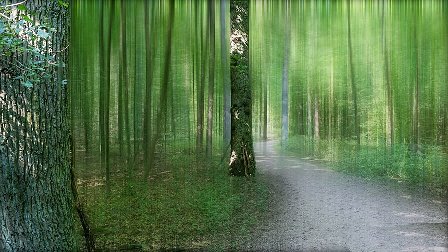 forest, trees, away, nature, landscape, mood, romantic, plant HD wallpaper