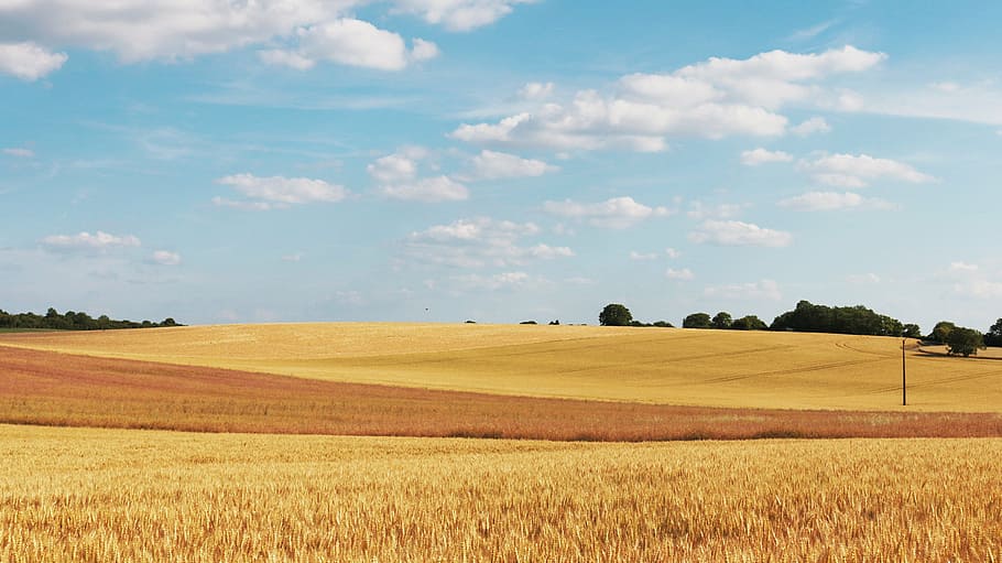 wheat field during daytime, cornfield, wheat fields, agriculture HD wallpaper