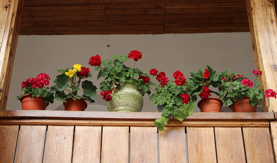 flowers, pots, window, rustic, arrangement, plant, flowering plant HD wallpaper