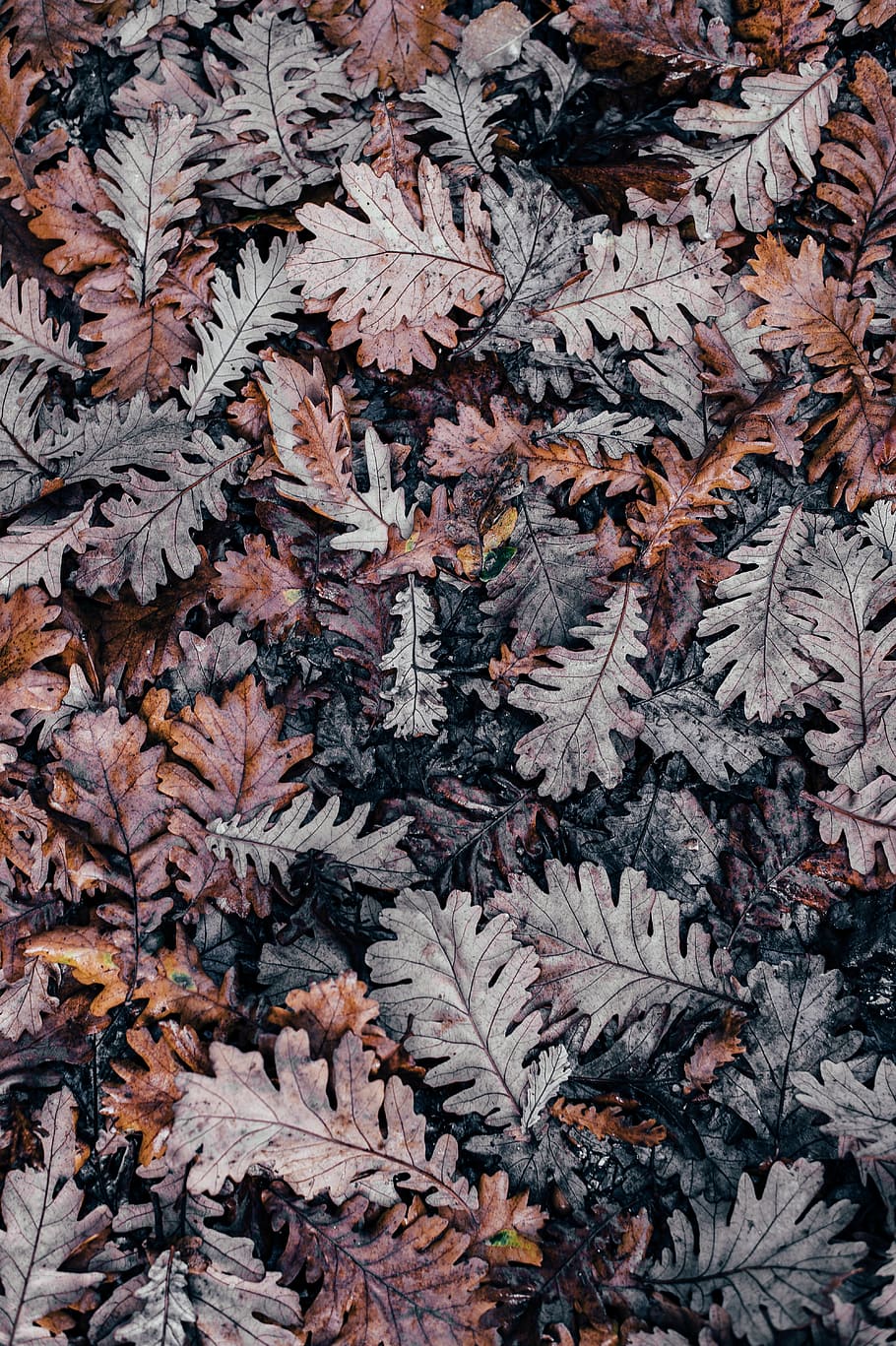 shallow photo of dry leaves, leaf, autumn, fall, brown, autumn leaves HD wallpaper