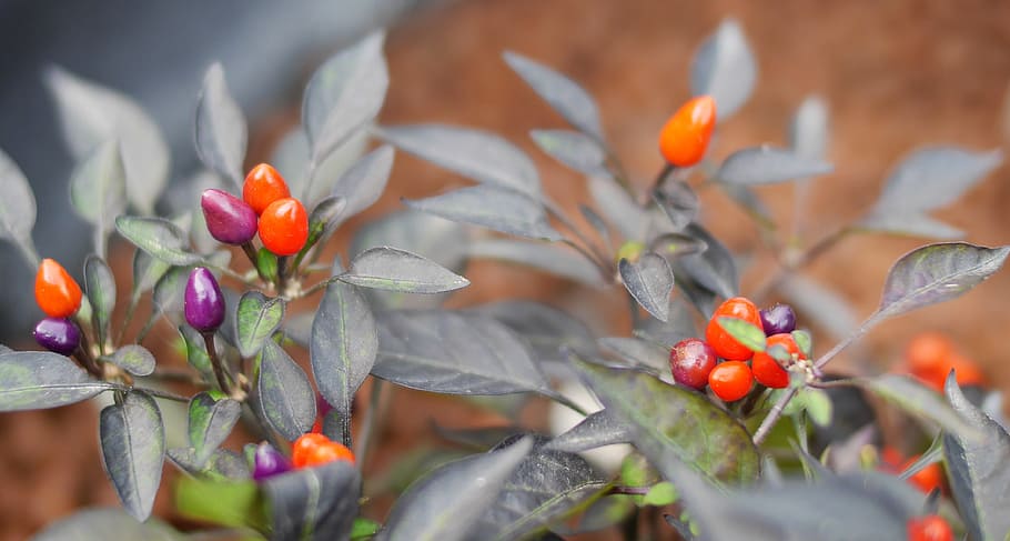 nature, leaf, flora, flower, garden, season, closeup, outdoors HD wallpaper