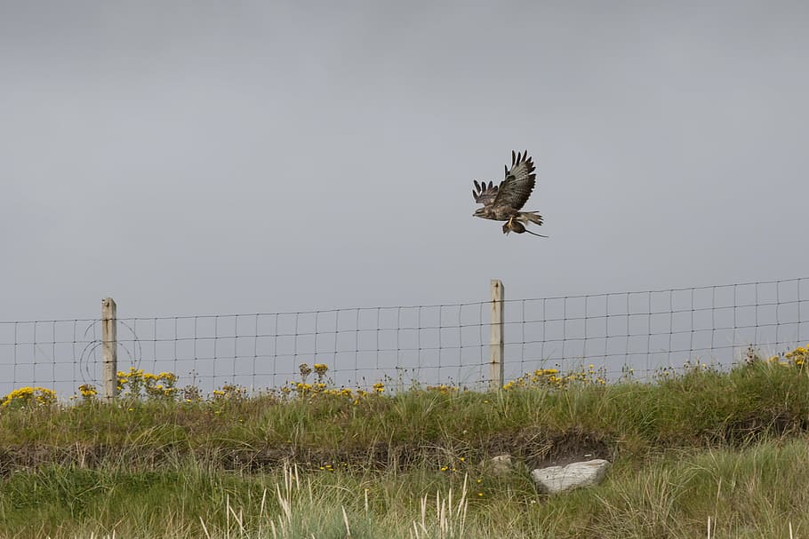 buzzard, bird, raptor, prey, wildlife, ornithology, rat, nature HD wallpaper