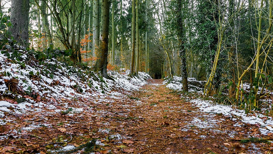 Forest, Path, Away, Trees, Nature, forest path, leaves, frosty HD wallpaper