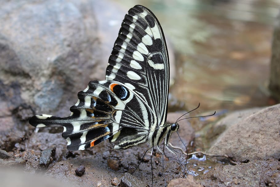 Butterfly, Swallowtail, Insect, one animal, animal themes, animal wildlife HD wallpaper