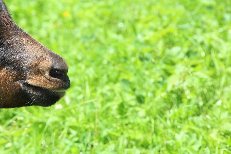 Goat, Brown, Meadow, one animal, grass, animal themes, green color HD wallpaper