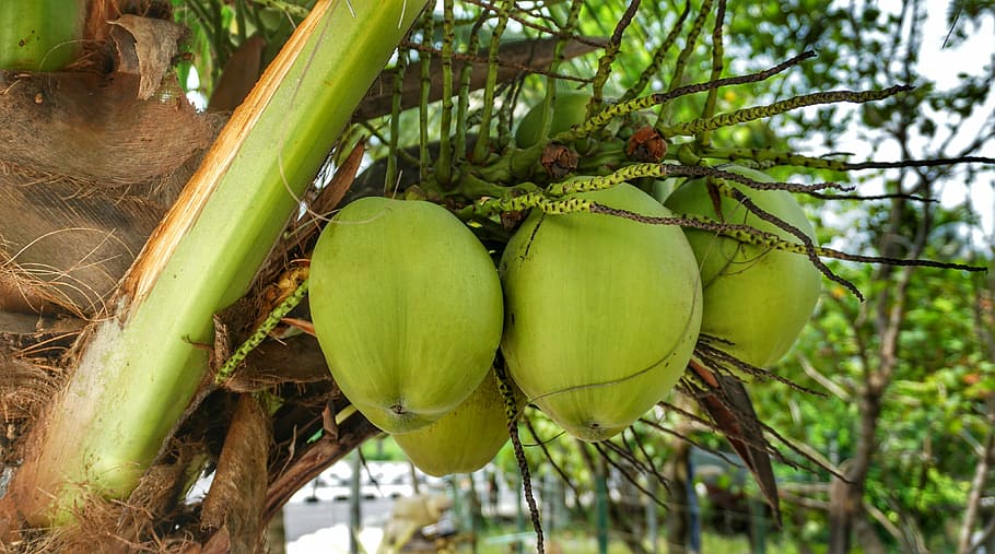 large, coconut, cooking, growing, hanging, bunch, leaf, fruit HD wallpaper