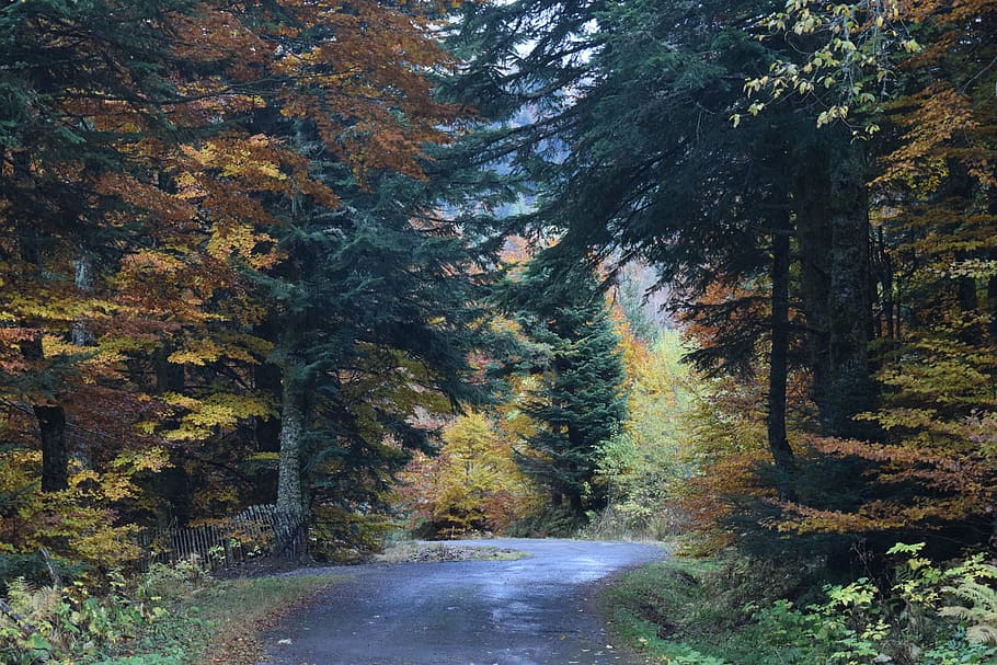 wood, path, colors, fall, mountain, landscape, forest, trees HD wallpaper