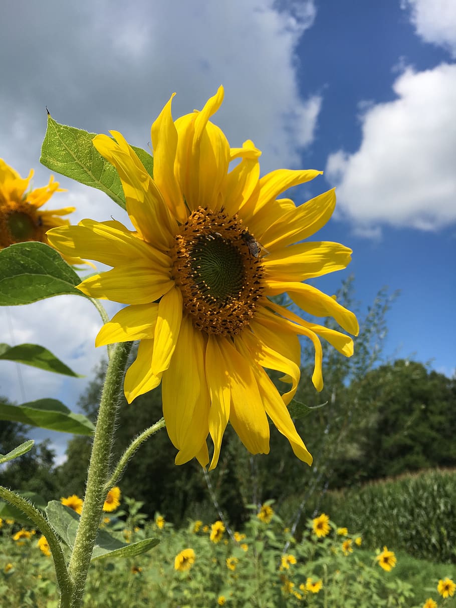 sunflower, summer, rear, flowering plant, yellow, growth, fragility HD wallpaper