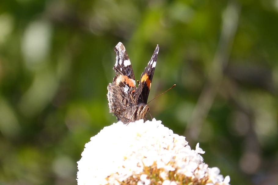 butterfly, nectar, insect, animal themes, animal wildlife, invertebrate HD wallpaper