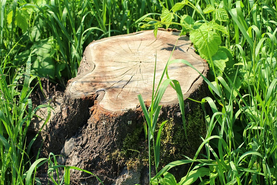 trunk, cut down a tree, sawn timber, tree trunks, spring, plant HD wallpaper
