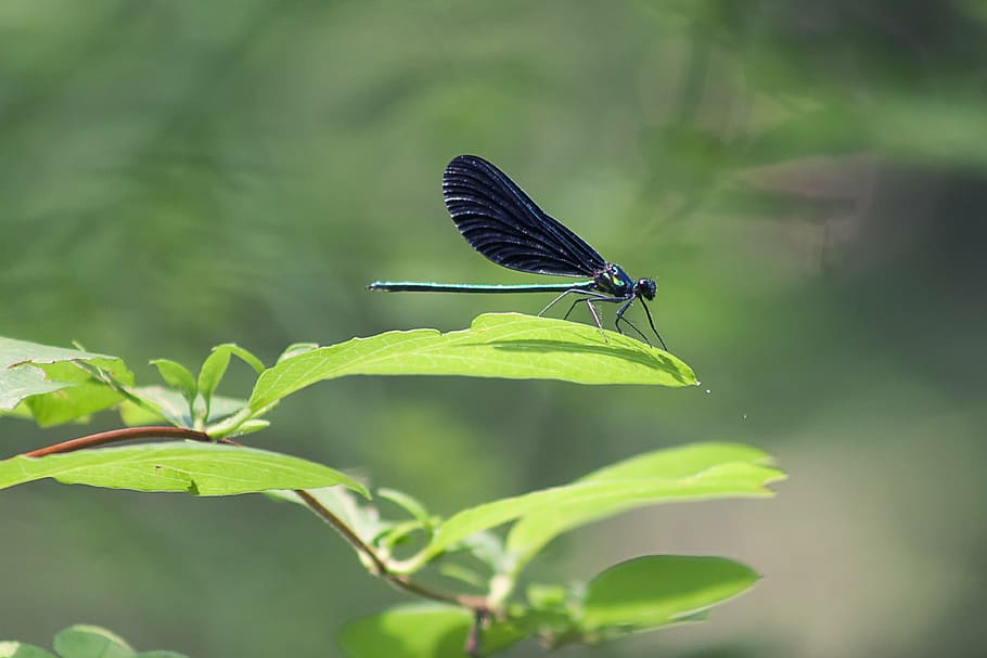 dragonfly, insect, nature, wing, wildlife, bug, macro, closeup HD wallpaper