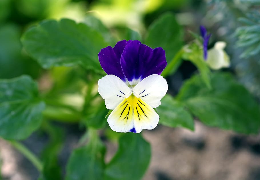Violet, Blue, White, Herb, Tiny, Flower, blue-white, tiny flower HD wallpaper