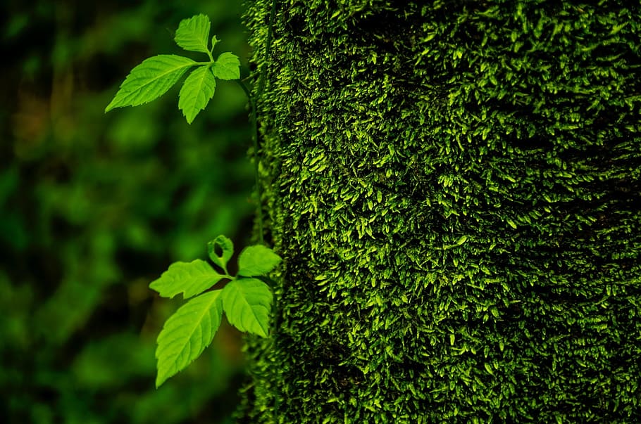 Trees, Life, green, green color, leaf, growth, plant, nature HD wallpaper