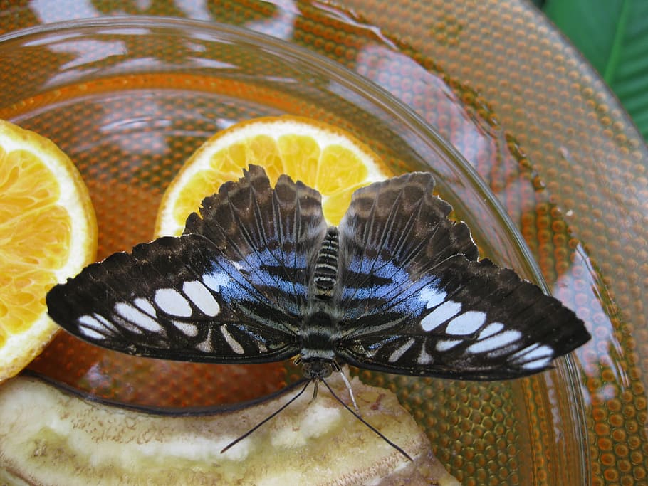 butterfly, animal, moth, insect, proboscis, animal wildlife HD wallpaper