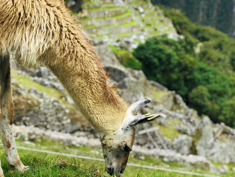 brown 4-legged animal on green grass, llama, alpaca, mountain HD wallpaper