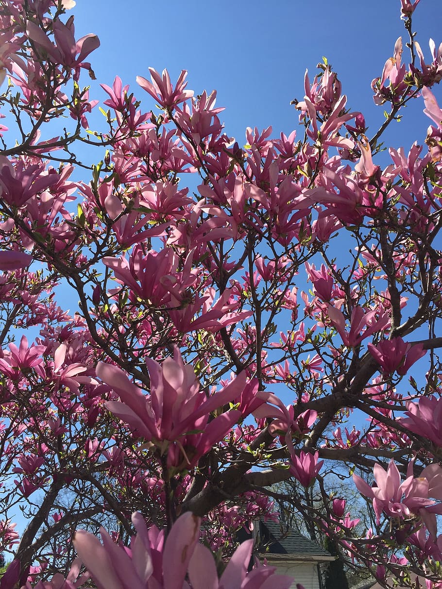 magnolia, flowering tree, spring, pink Color, nature, blossom HD wallpaper
