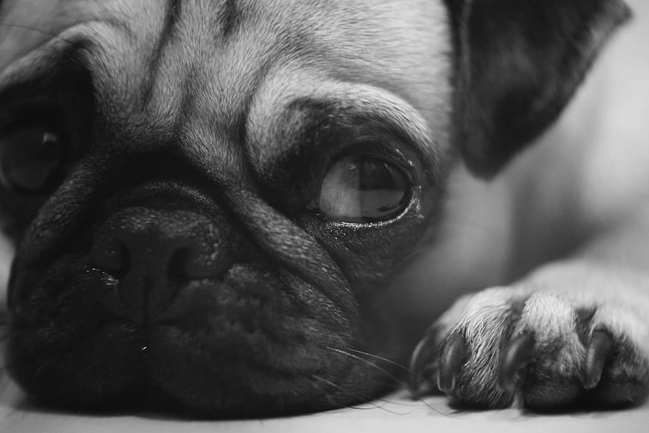 close-up photography of fawn pug, dog, animals, side, eyes HD wallpaper