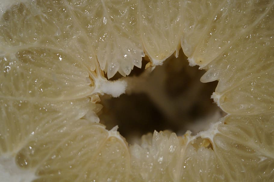 grapefruit, inner, cave, cavity, hole, citrus, structure, pattern HD wallpaper