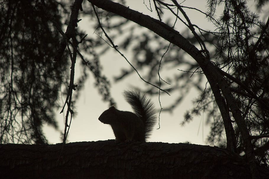 silhouette of squirrel, animal, nature, tree, woodland, animal themes HD wallpaper