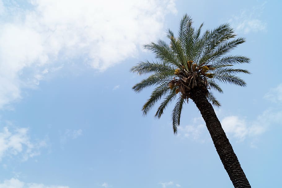 palm, tree, sky, clouds, blue, ganesh, turkey, antalya, palm tree HD wallpaper