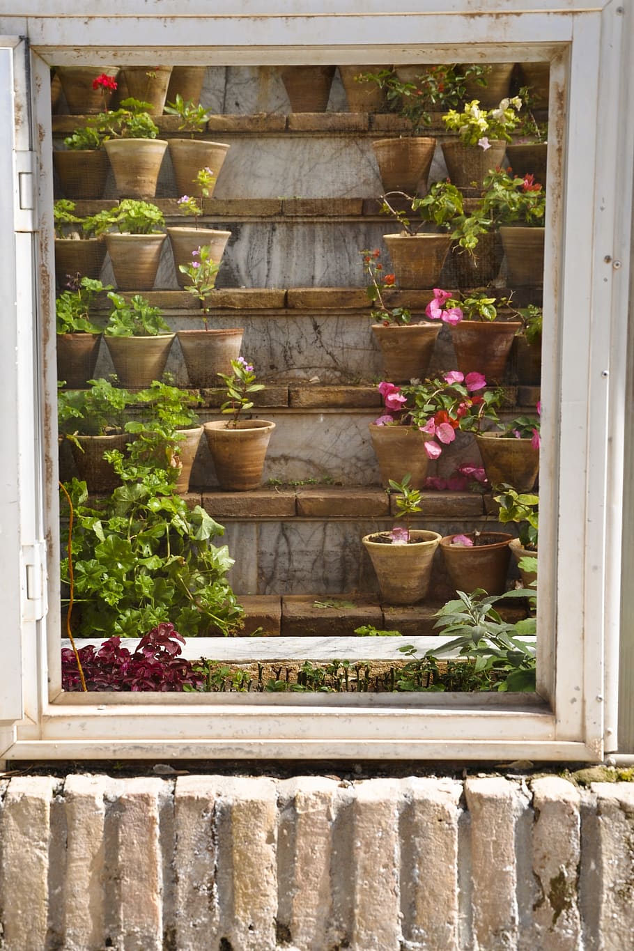 flower, old, iran, plant, potted plant, window, architecture HD wallpaper