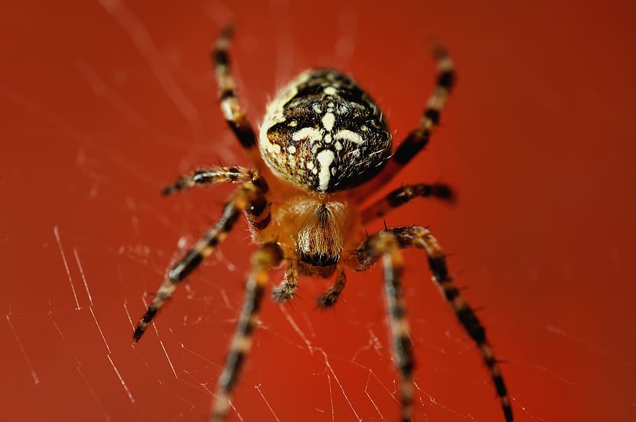 Spider, Red, Web, one animal, animal themes, arthropod, spider web HD wallpaper