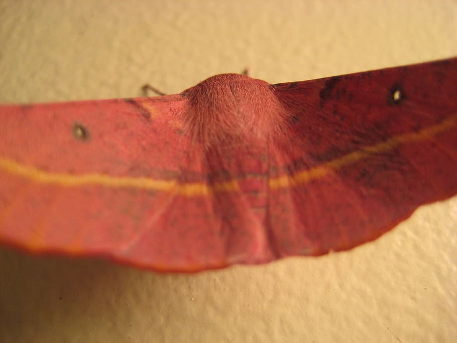 moth, red, animal, close-up, indoors, no people, one animal HD wallpaper