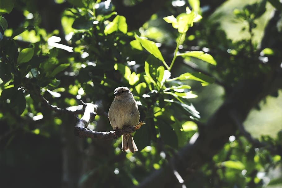 animals, birds, perched, sit, trees, branches, leaves, still HD wallpaper