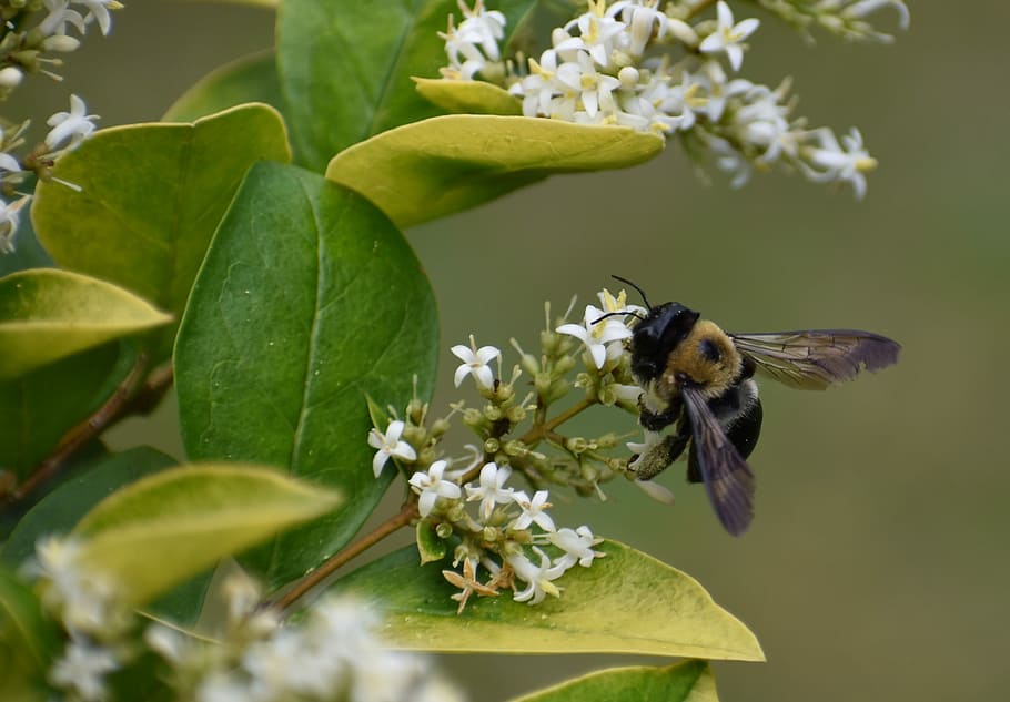 Bumblebee, Bee, Pollen, Flower, insect, one animal, leaf, animal themes HD wallpaper