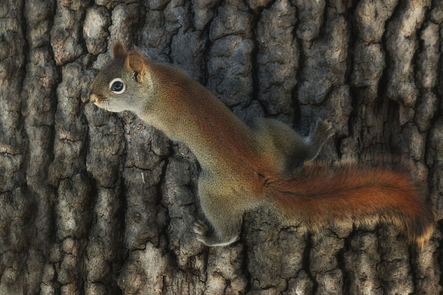 brown squirrel on tree bark, woods, forest, nature, animal HD wallpaper