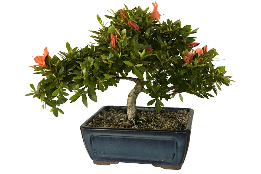 bonsai, azalea, plant, leaf, flowers, green, blue, square, pot HD wallpaper