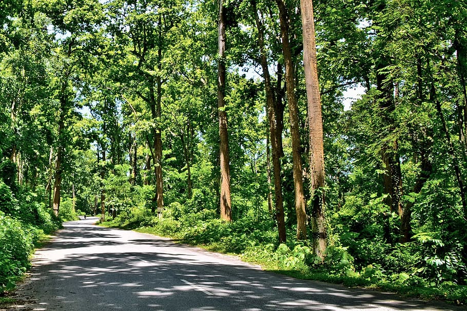 Forest, Dense, Landscape, Tree, thick, nature, outdoors, scenics HD wallpaper