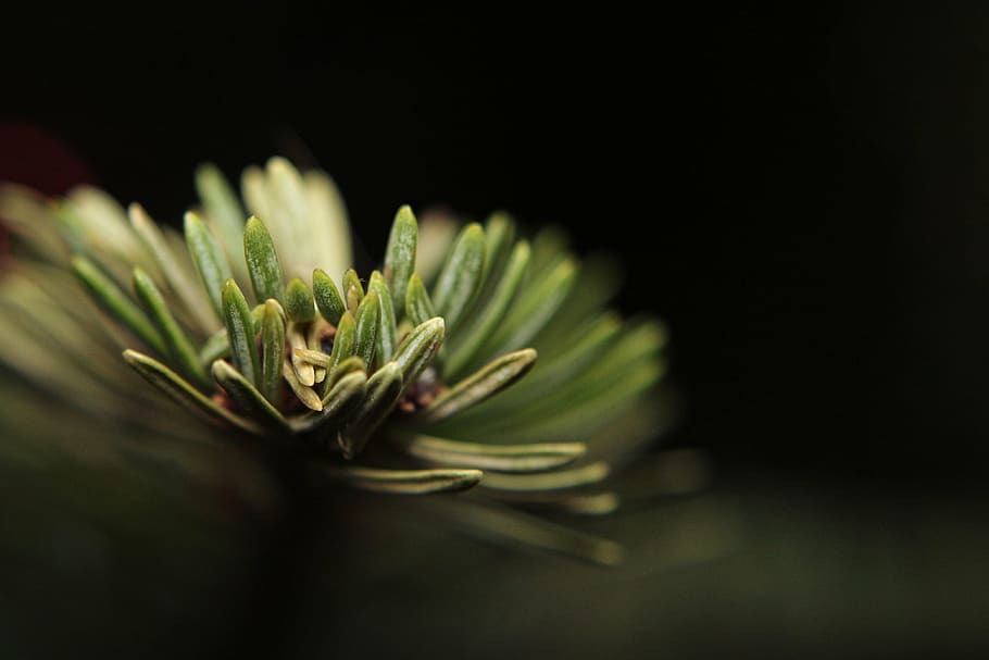 leaves, nature, Pine Tree Macro, plant, royalty  images, close-up HD wallpaper