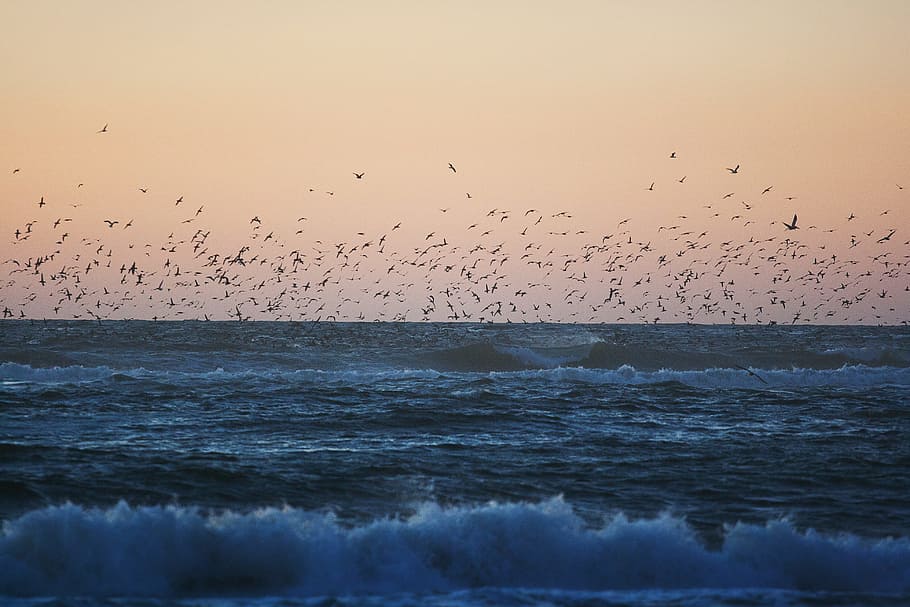 Birds, Flock, Ocean, Waves, Sea, Coast, wildlife, nature, sunset HD wallpaper